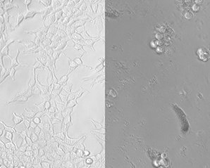 Учёные выяснили: даже «безопасный для микроволновки» пластик не стоит нагревать