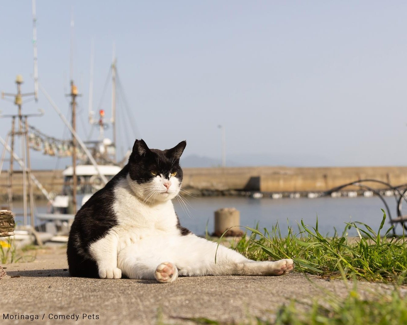 Суровый кот-добряк и собака-зорро: объявлены финалисты Comedy Pet Photo Awards 2023