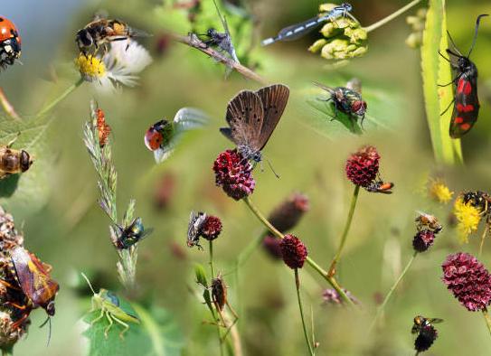 Биологи раскрыли секрет непорочного зачатия